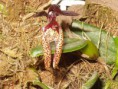 /album/ostatni-orchideje/bulbophyllum-lasiochilum-jpg/